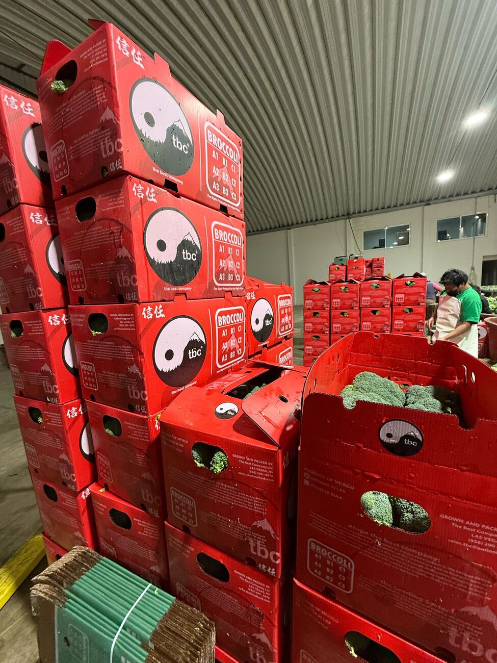 Stacked TBC red broccoli cartons in the packhouse with crew working in the background